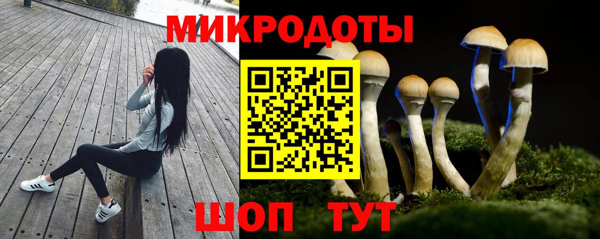 Псилоцибиновые грибы Psilocybine cubensis  Новосибирск  купить закладку  Псилоцибиновые грибы мицелий 